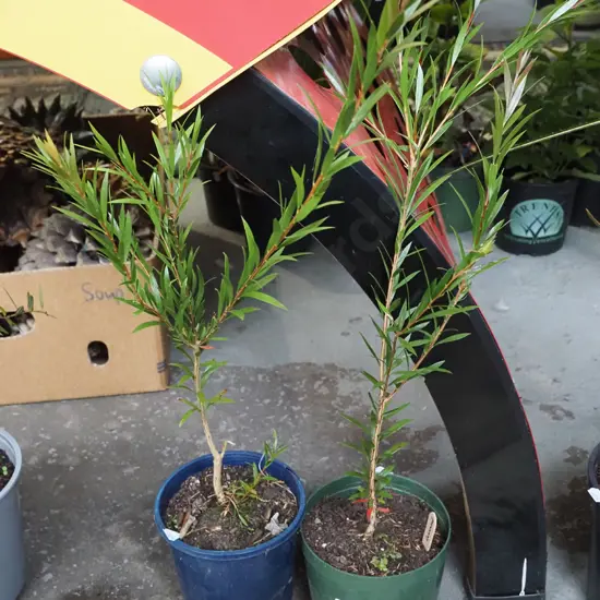 2x potted lancewoods bottle brushes