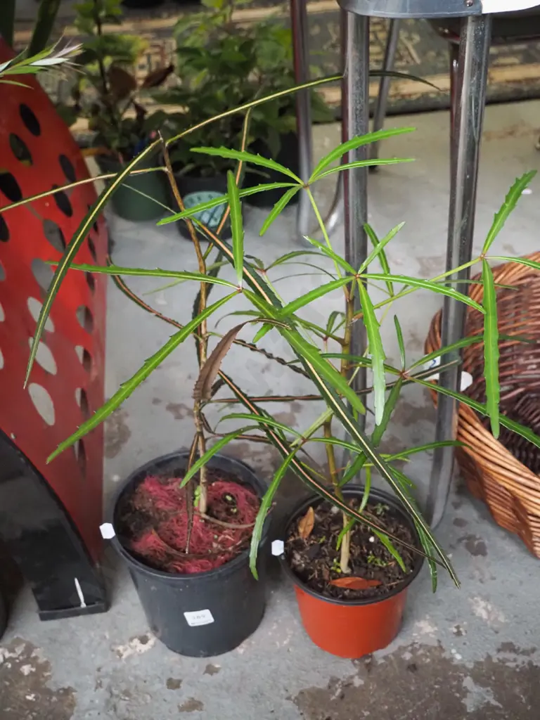 2x potted lancewoods bottle brushes Image 1++