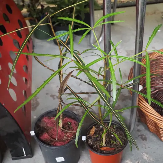 2x potted lancewoods bottle brushes