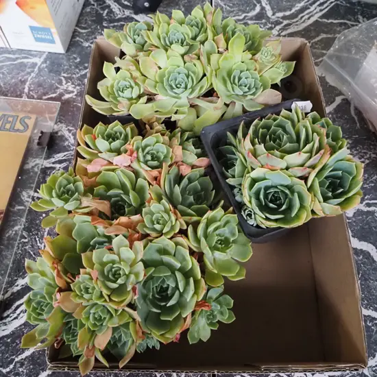 box of potted succulents