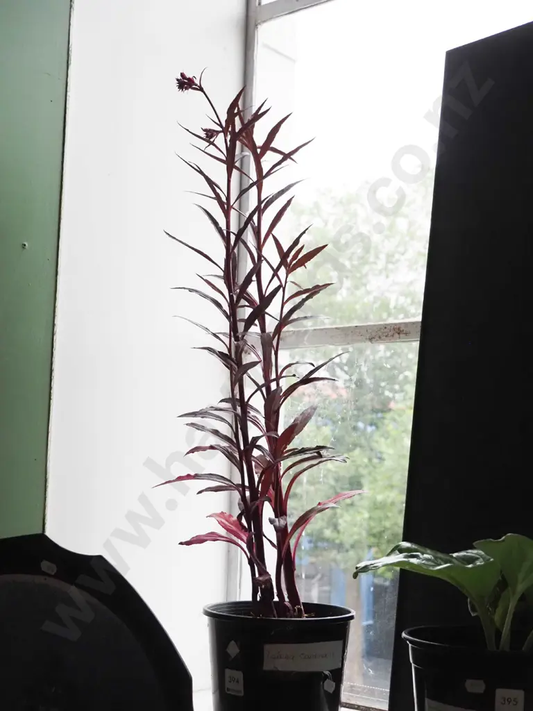 potted lobelia cardinalis Image 1++