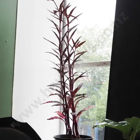 potted lobelia cardinalis