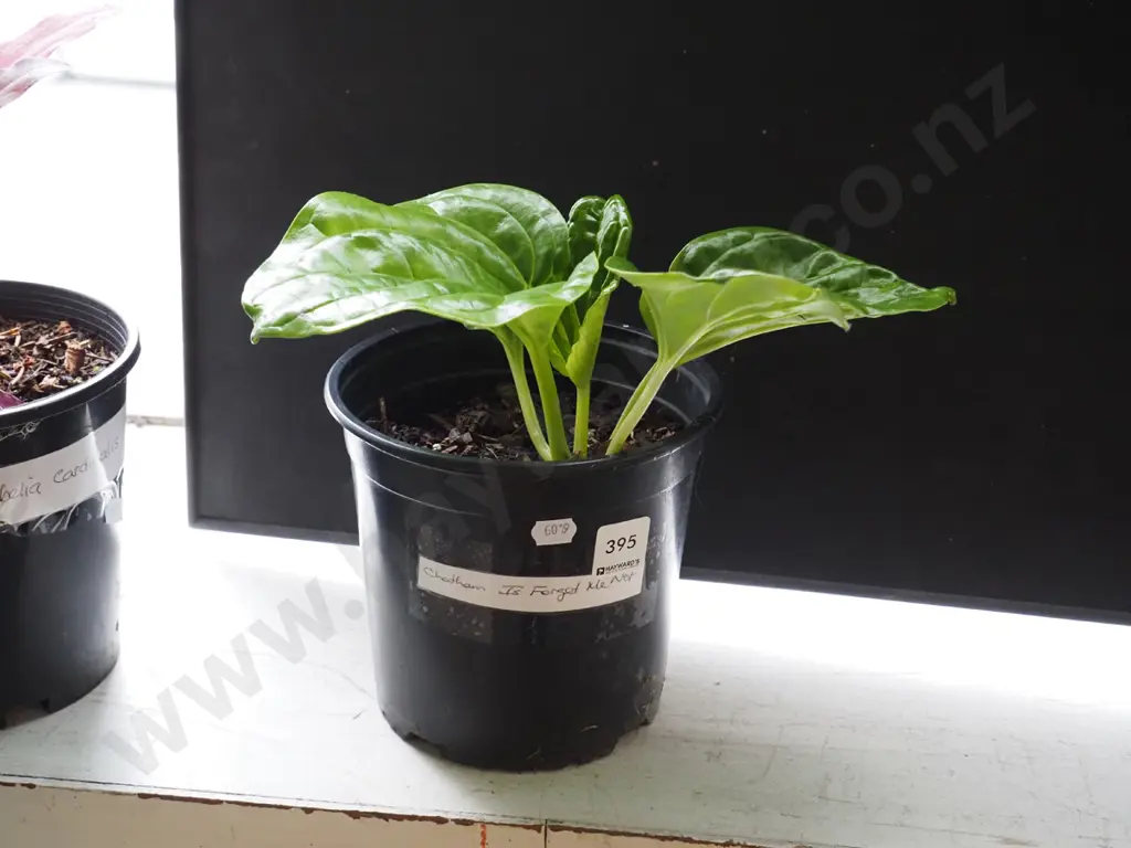 potted Chatham Island forget me not Image 1++