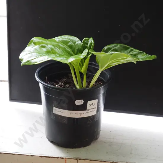 potted Chatham Island forget me not