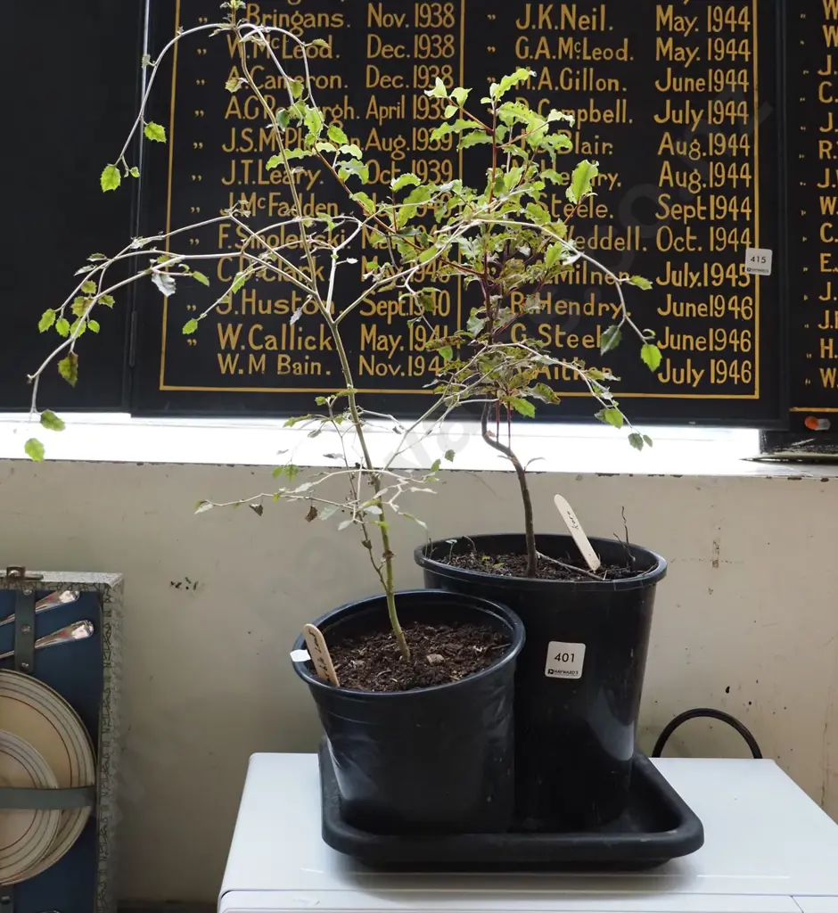 2x potted koro Image 1++