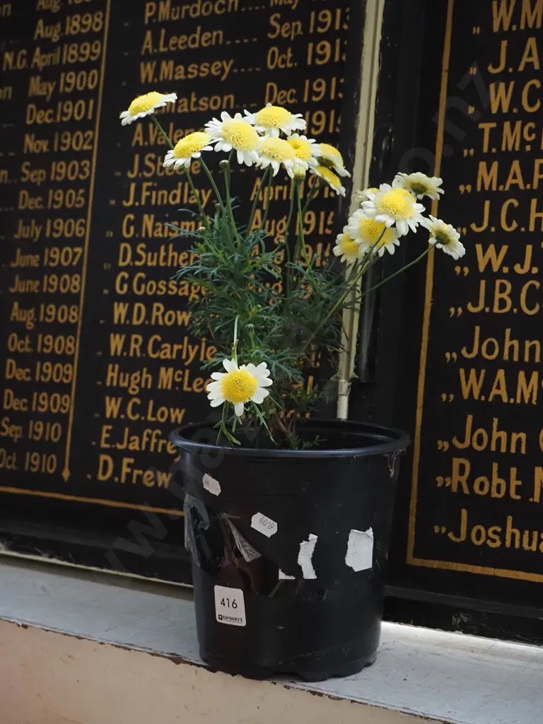 potted yellow daisy Image 1++