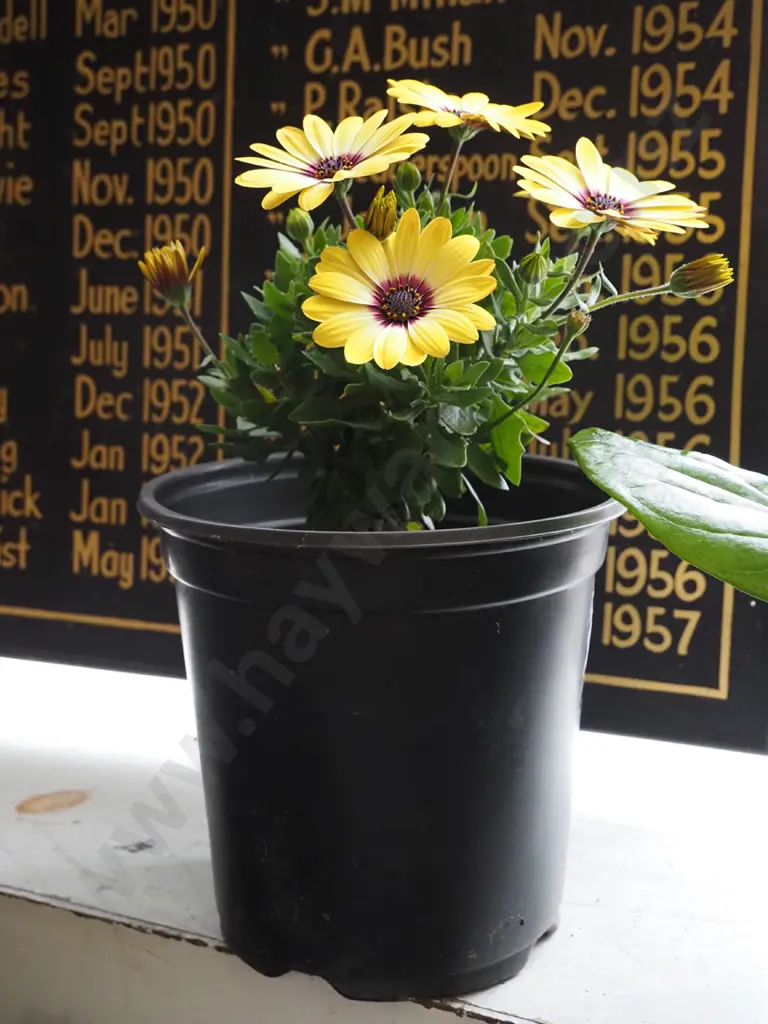potted yellow daisy - red throat Image 1++