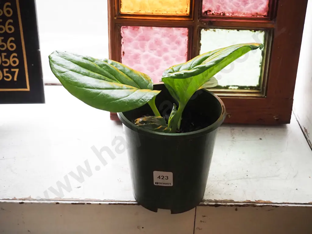 potted Chatham Island forget me not Image 1++