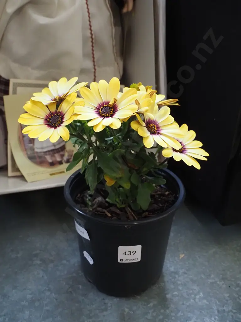 potted yellow daisy - red throat Image 1++