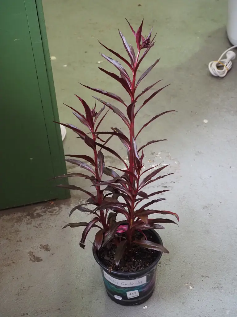 potted lobelia cardinalis Image 1++