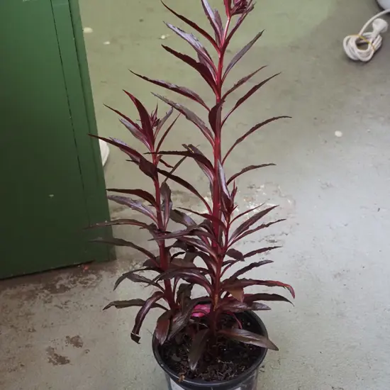 potted lobelia cardinalis