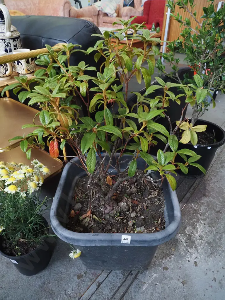 potted rhododendron Image 1++