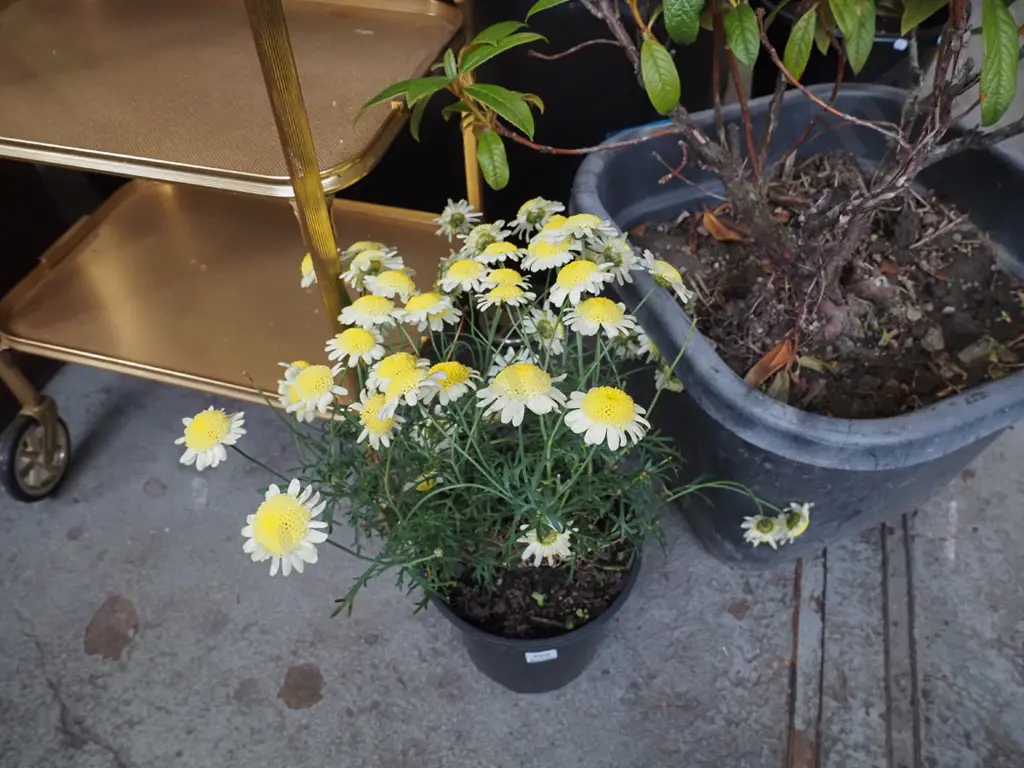 potted yellow daisies Image 1++