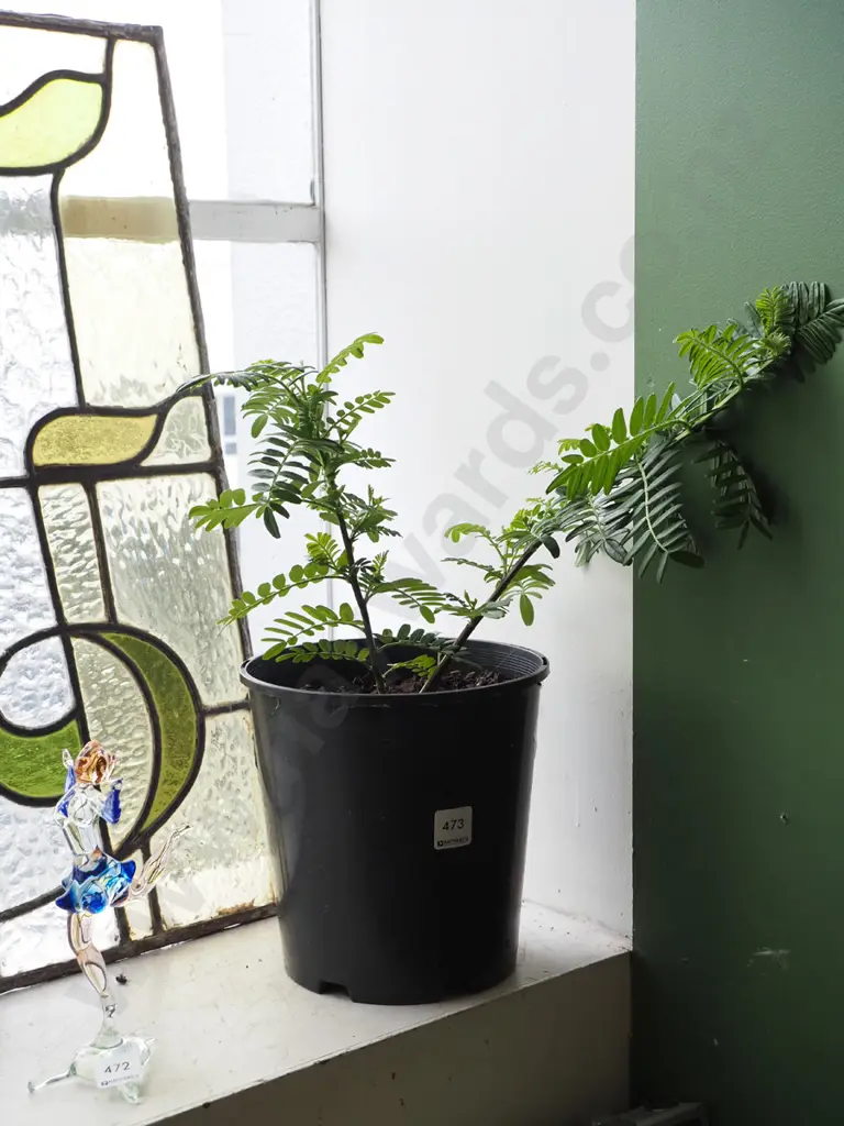 potted red kaka beak Image 1++