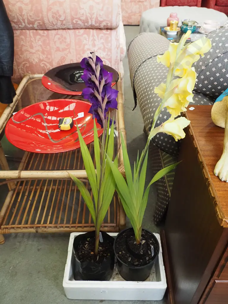 purple and yellow gladioli in planters Image 1++