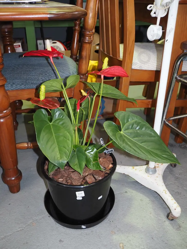 potted red flamingo  Image 1++