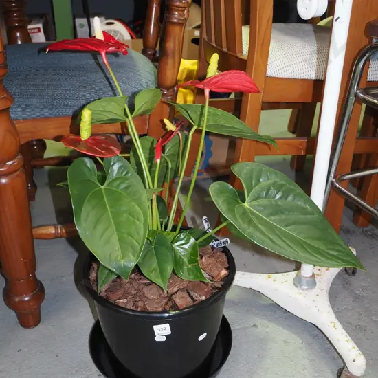 potted red flamingo 