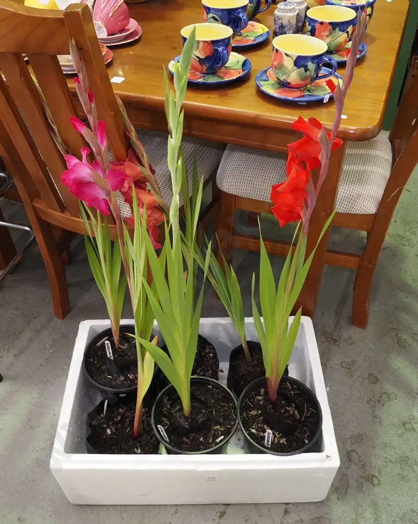 6x potted gladioli Image 1++