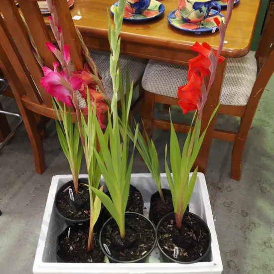 6x potted gladioli