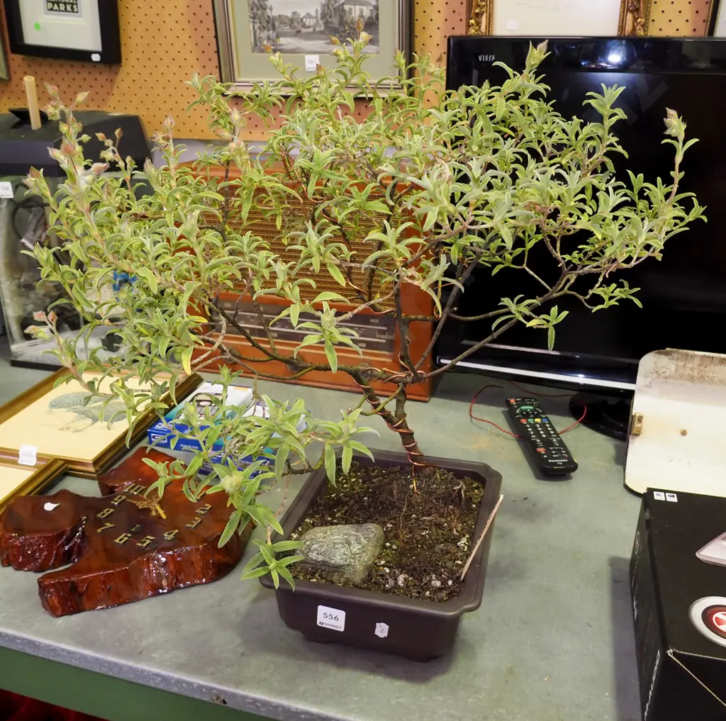 Rock Rose bonsai Image 1++