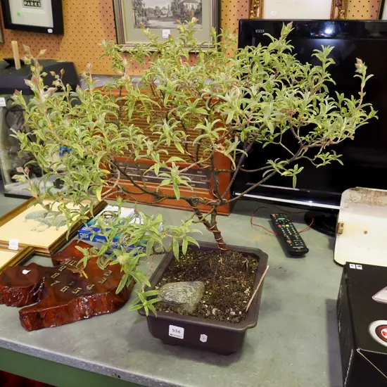 Rock Rose bonsai
