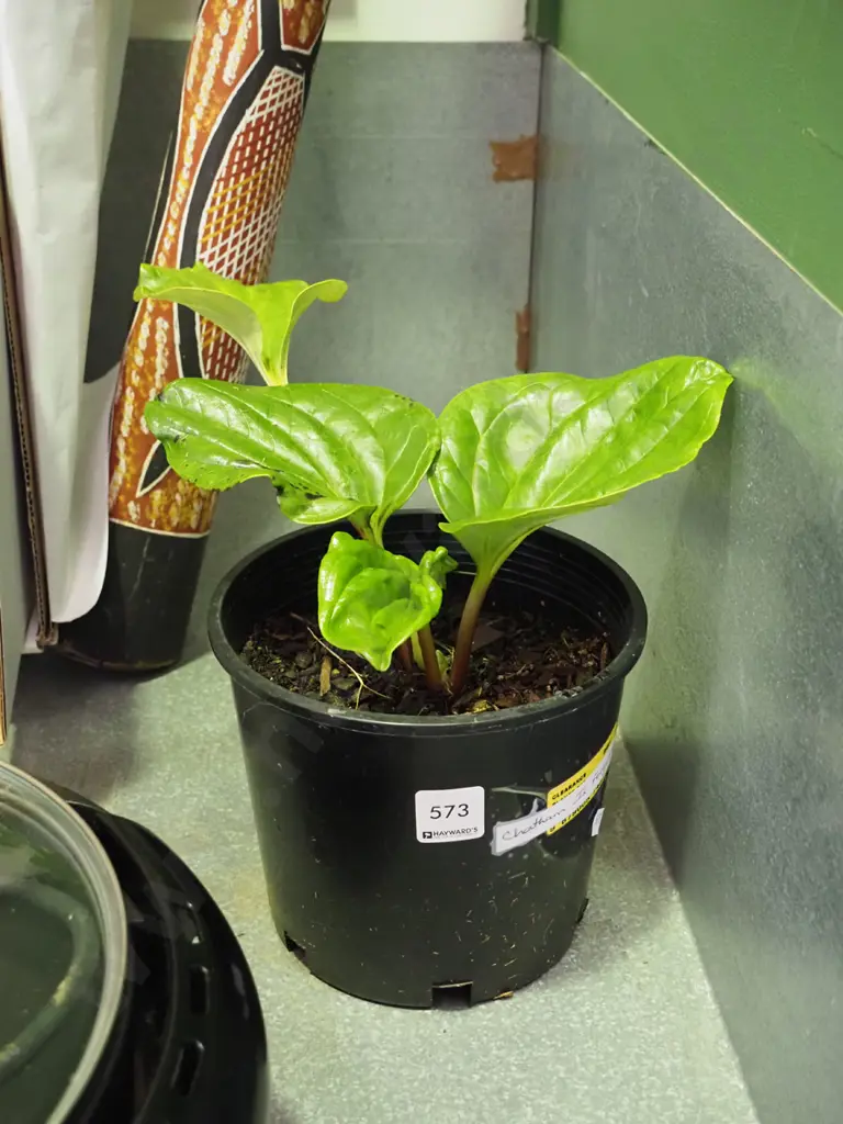 potted Chatham Island forget me not Image 1++