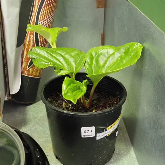potted Chatham Island forget me not