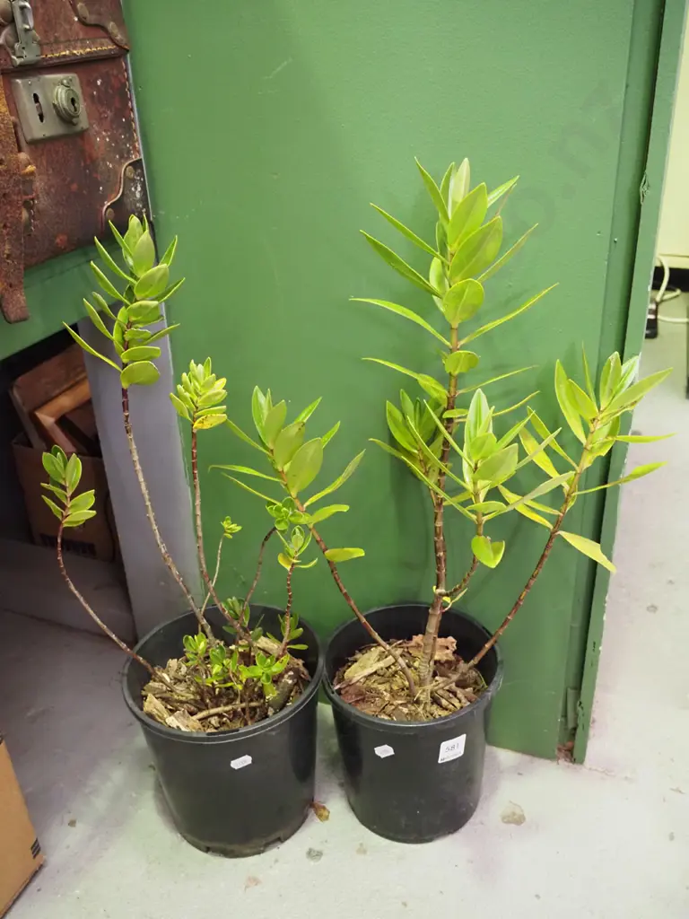 2x potted hebes Image 1++