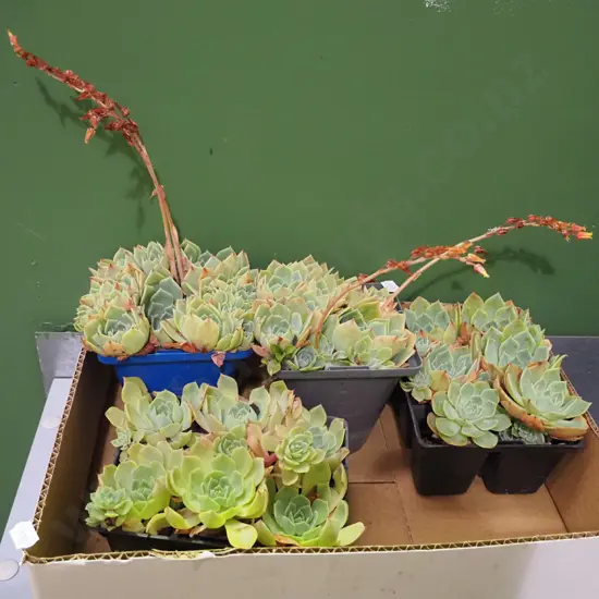 box of succulents