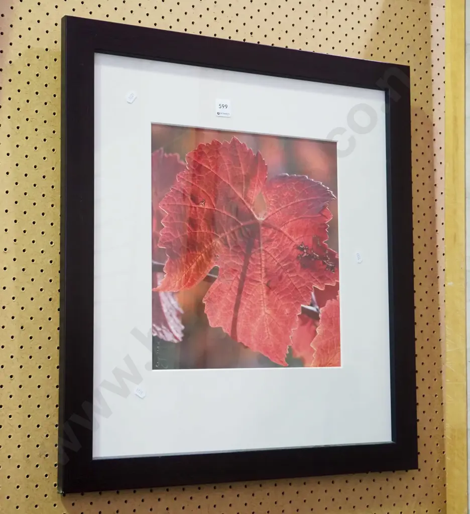 framed photograph - grape leaf Image 1++