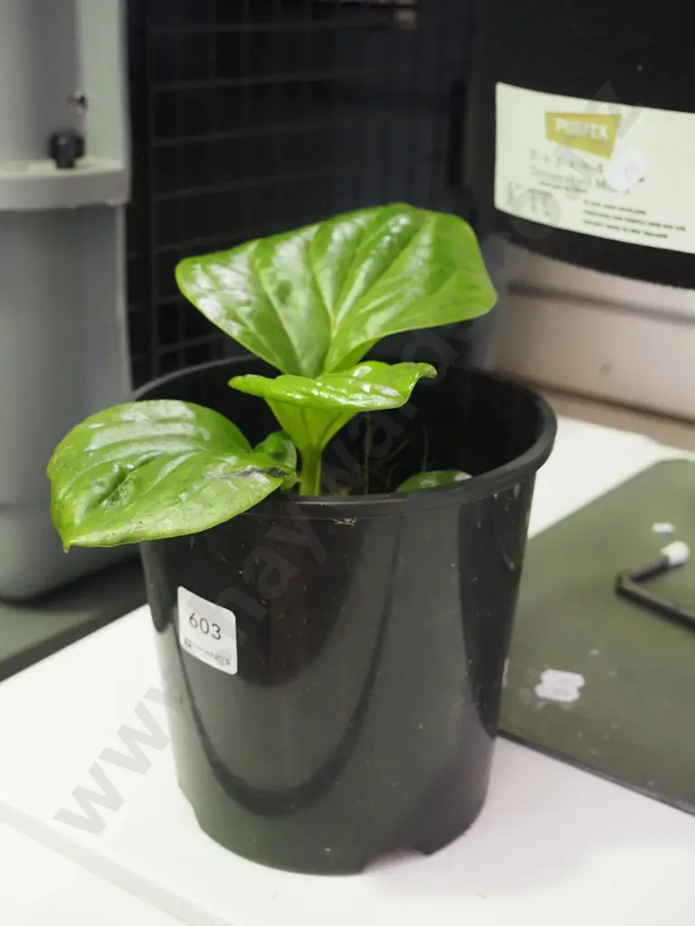 potted Chatham Island forget me not Image 1++