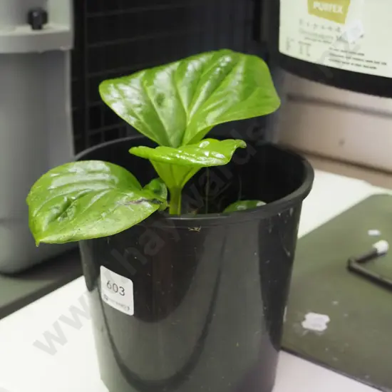 potted Chatham Island forget me not