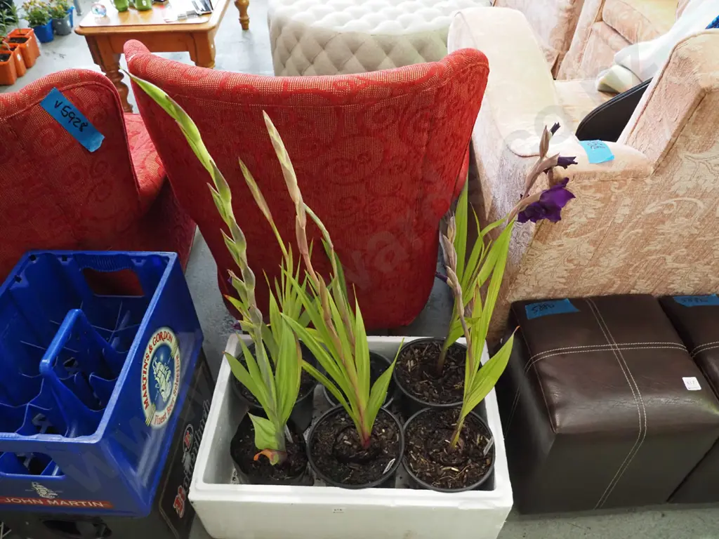 box of 6x gladioli Image 1++