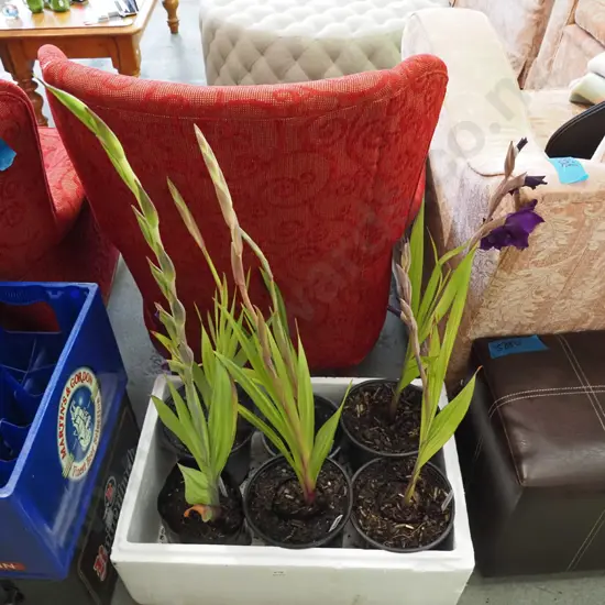 box of 6x gladioli