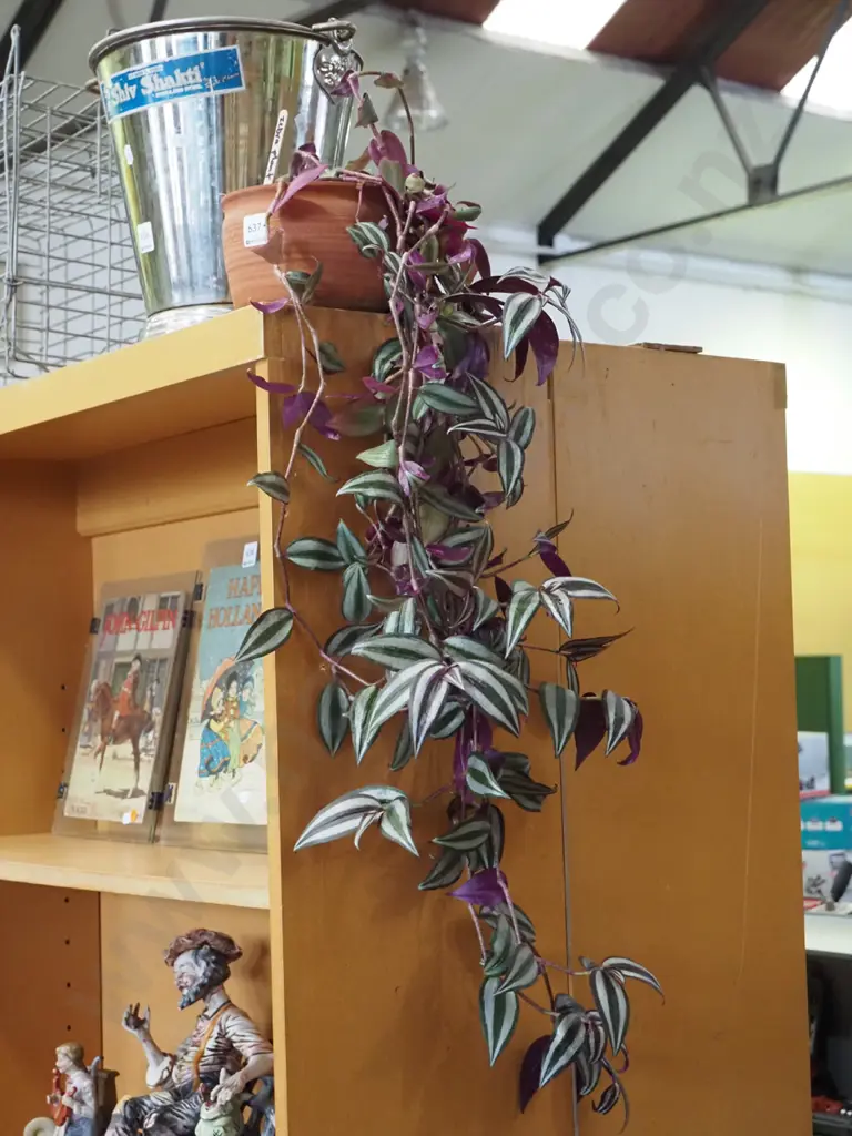 zebra plant in planter Image 1++