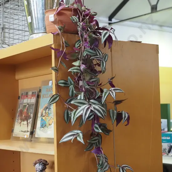 zebra plant in planter