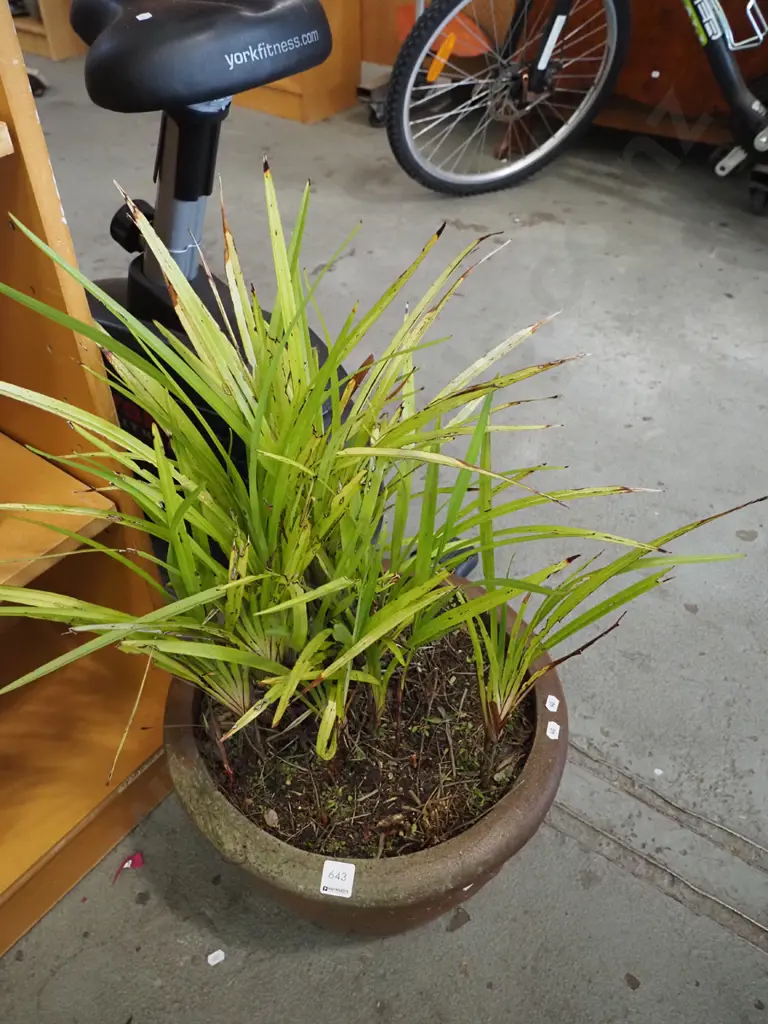 unknown in plant in terraotta planter Image 1++