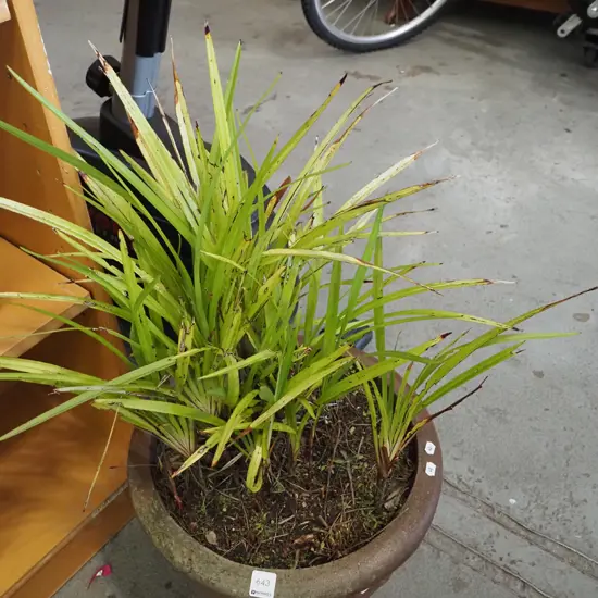 unknown in plant in terraotta planter