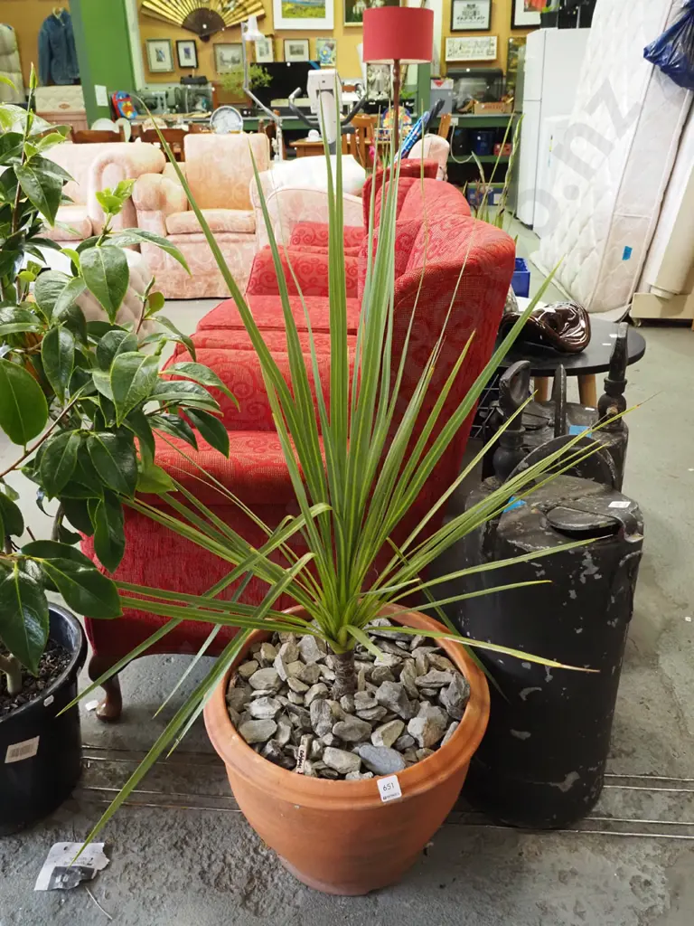 cabbage tree in planter Image 1++