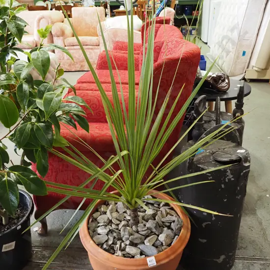 cabbage tree in planter
