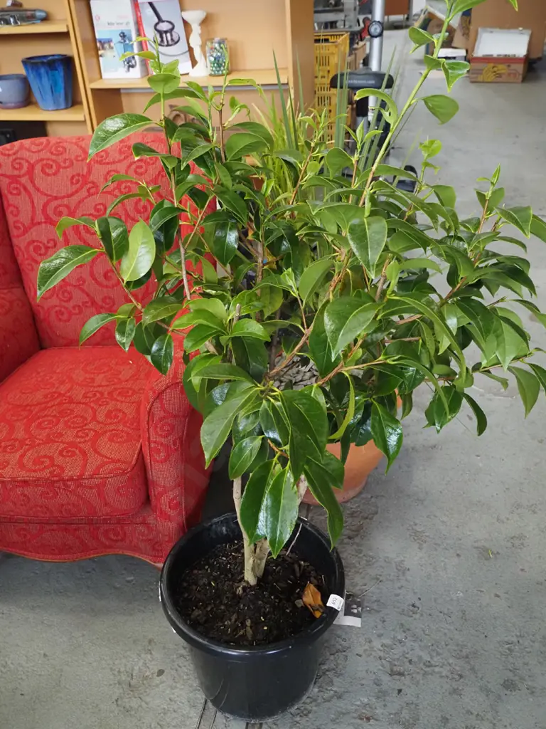 camelia in plastic planter Image 1++