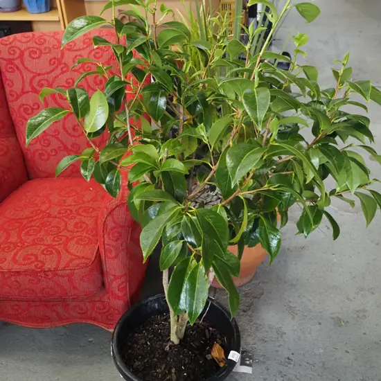 camelia in plastic planter