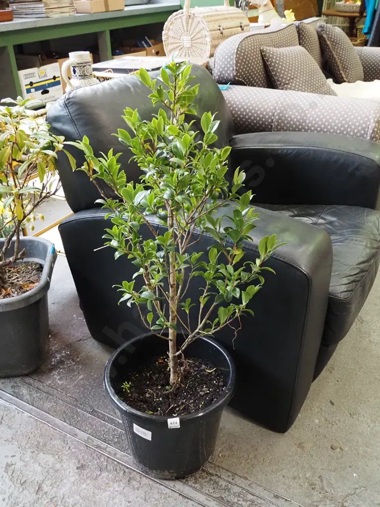 camelia in plastic planter Image 1++