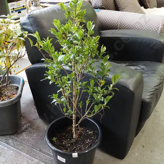 camelia in plastic planter