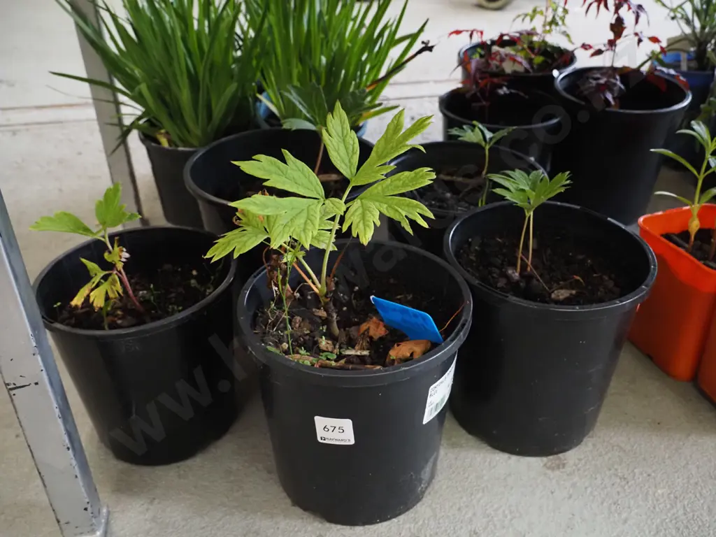 5x potted tree peonies Image 1++