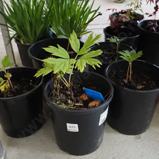 5x potted tree peonies