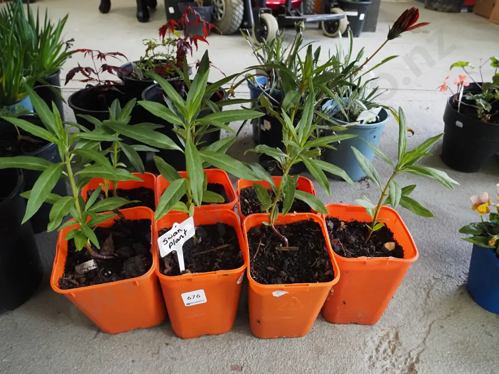 7x potted swan plants Image 1++