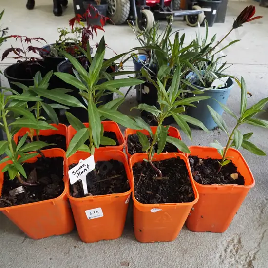 7x potted swan plants