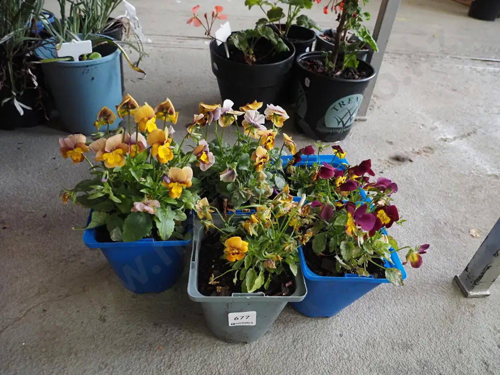 5x potted pansies Image 1++