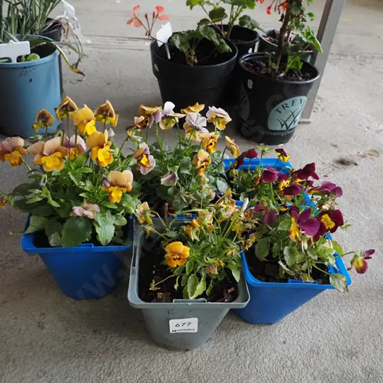 5x potted pansies